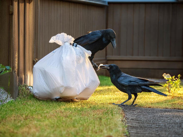 カラスに狙われやすいものを屋外に放置しない