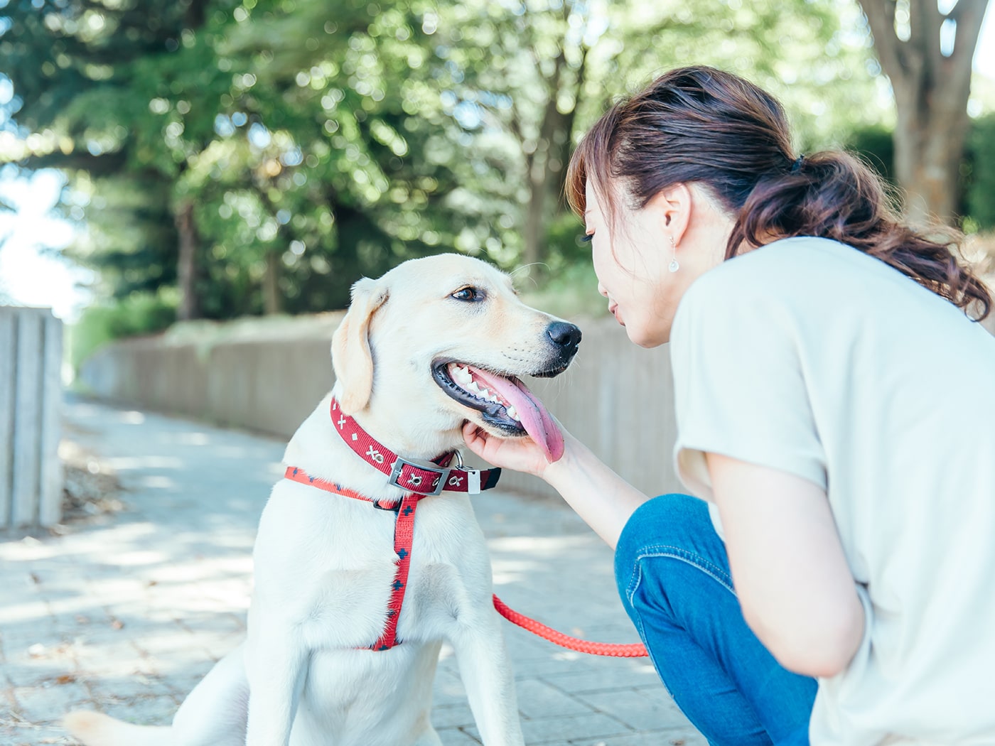 日頃のしつけがペットと飼い主の安心につながる